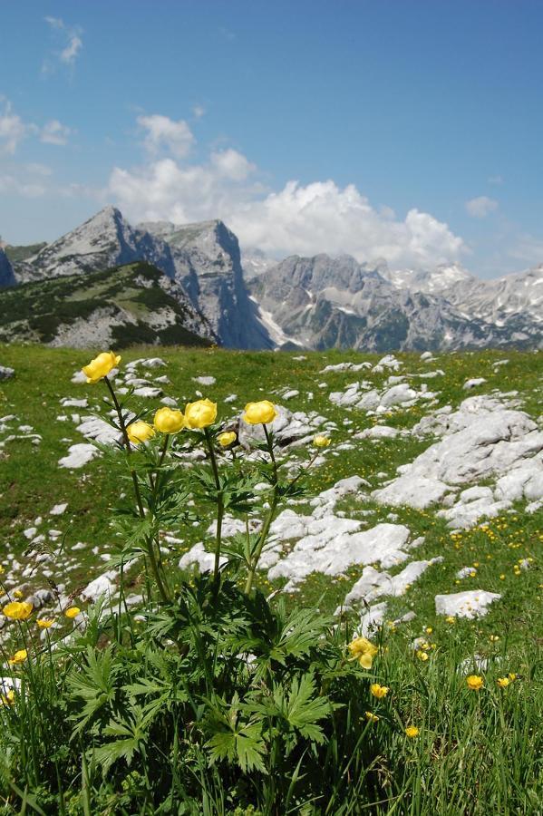 2 Studio & Apartment Cvetek Bohinj Dış mekan fotoğraf